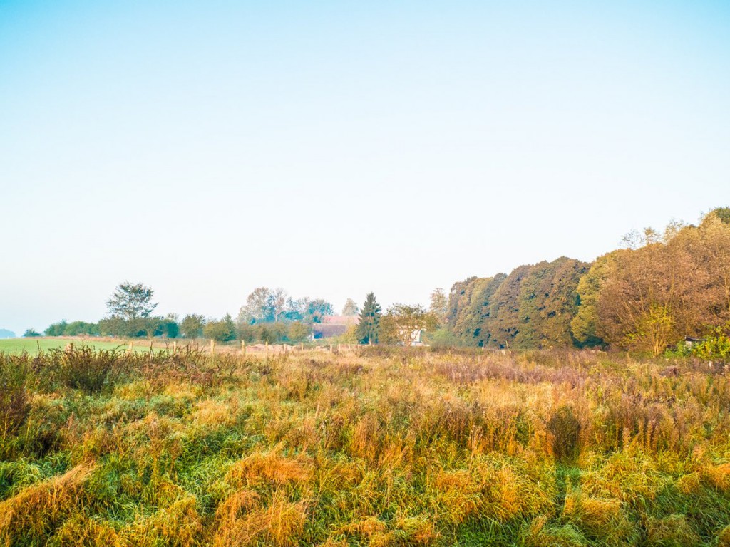 herbst-auf-der-wiese