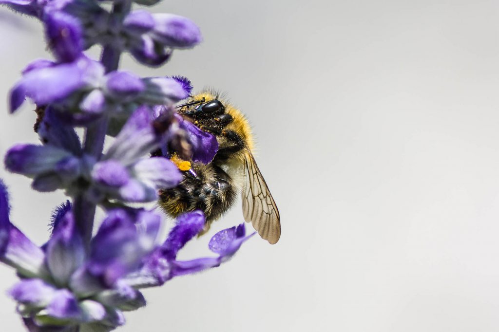 makro-fotografie-kamera-empfehlung