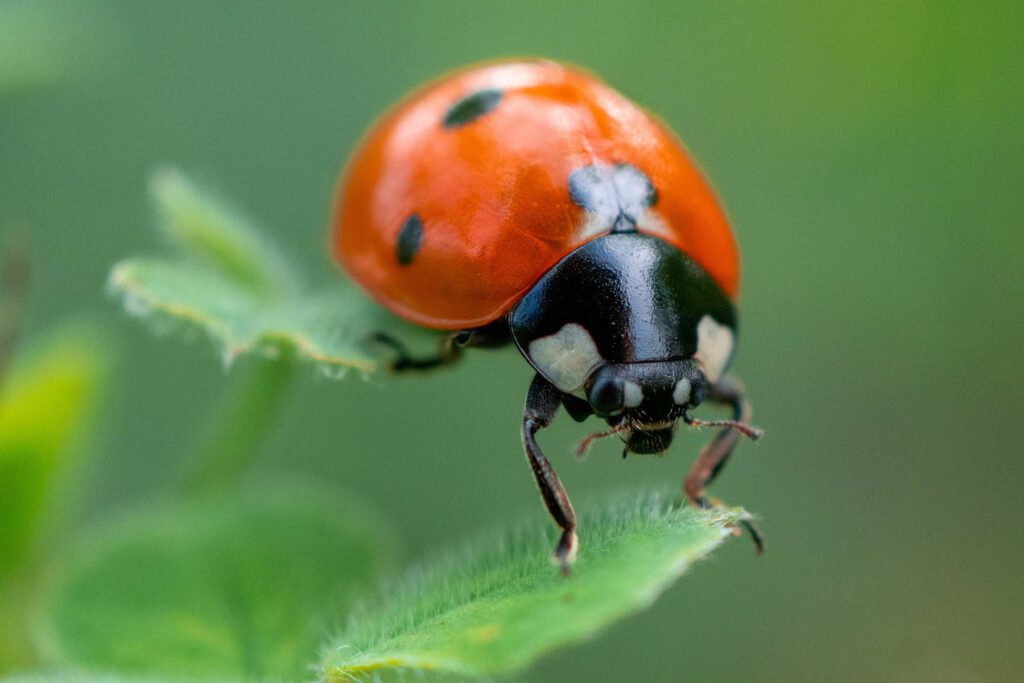 kreative-fotoideen-makro-fotografie