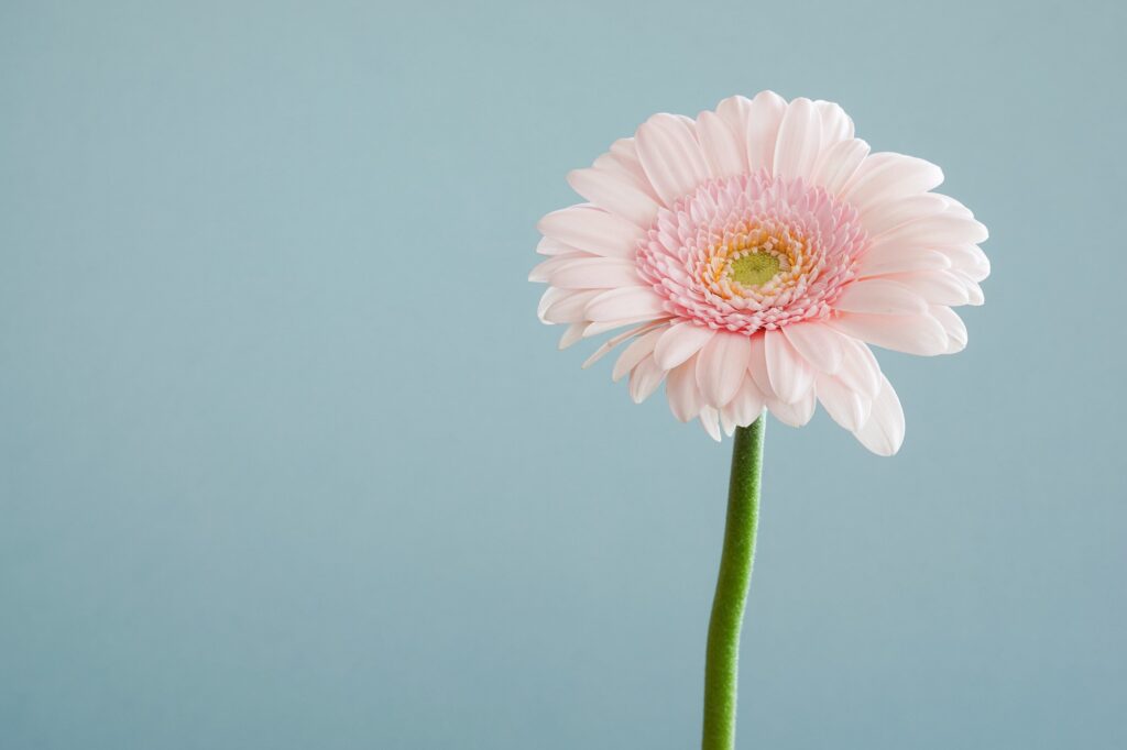 Blumen und Pflanzen fotografieren: Setzte harte Kontraste