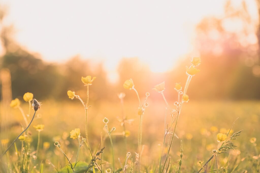 Blumen und Pflanzen fotografieren zur Goldenen Stunde