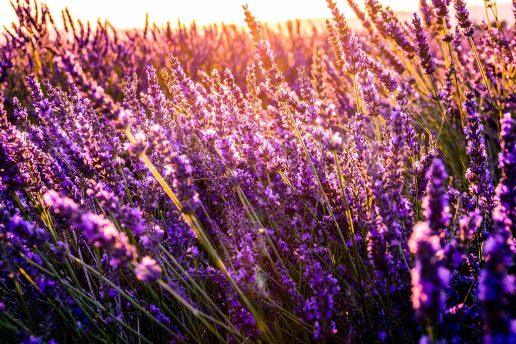 Die Wirkung von Farbe . Foto: Léonard Cotte/unsplash