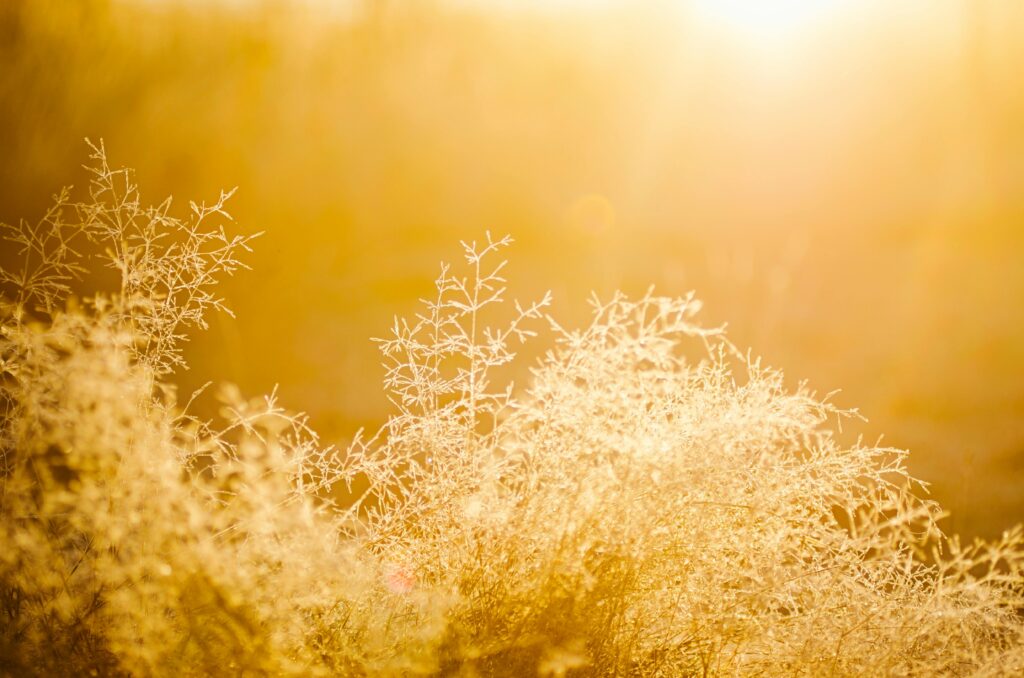 Sunlit dry grasses create a golden glow in the early summer morning.