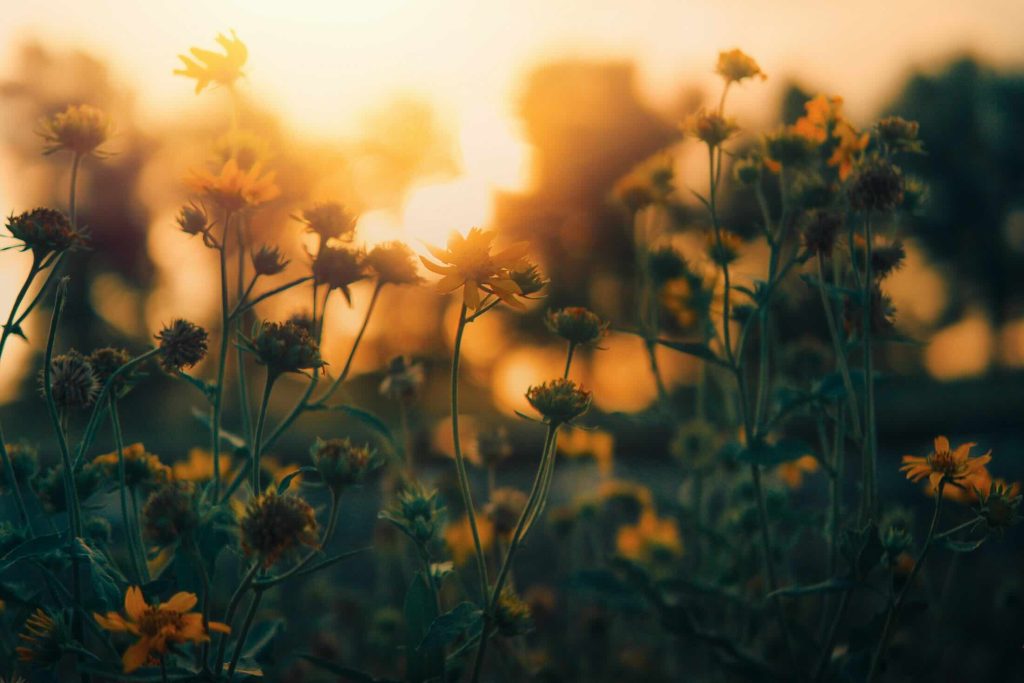 Sonnenaufgang und Licht im Garten fotografieren